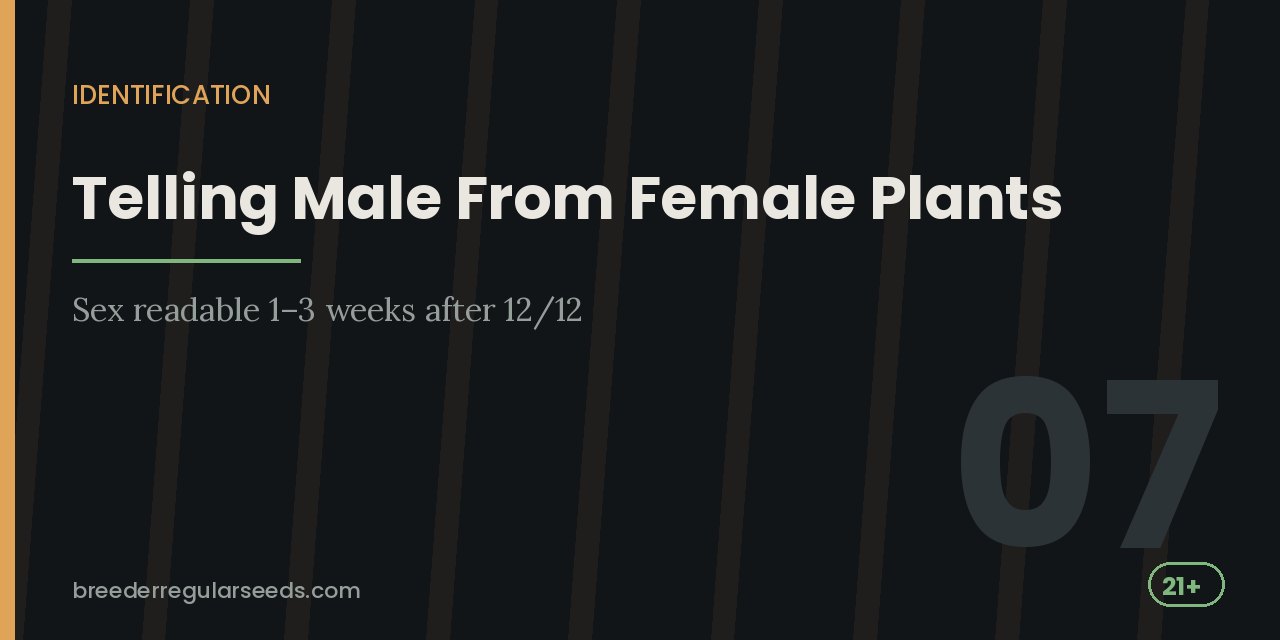 Section heading card on identifying plant sex, noting it becomes readable one to three weeks after the switch to 12/12